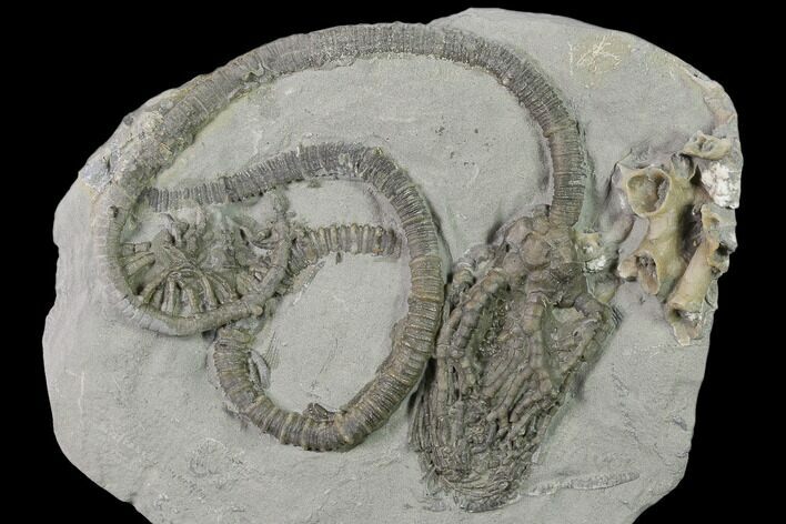 Crinoid (Cyathocrinites) Fossil - Crawfordsville, Indiana #136543